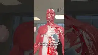 Understanding the Human Body has never been so easy before #vr  #classroom  #metaquest  #education