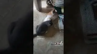 A Fluffy Fight!! #fluffykittens #fluffycats #catfight #kittenfight #kittenlove #catlove #cute