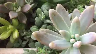 Sukulentin Çürümeye Başladığını Nasıl Anlarız? Albert Baynes😔#kök çürümesi #succulent