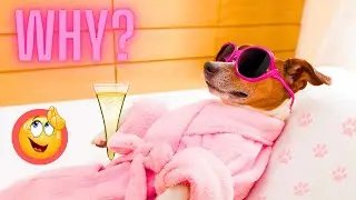 Why Does Your Dog Sleep With You? - Top 7 Reasons Your Bed Is Better!