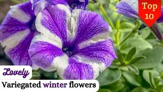 Lovely variegated flowers