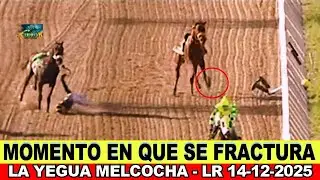 LA YEGUA MELCOCHA, SUFRE APARENTE FRACTURA DE LA MANO IZQUIERDA 🟢 CORRI&Oacute; EN LA 5TA.C .#larinconada