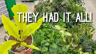 Relaxing Plant Shopping! Walmart Planters and Houseplant Accessories! New Plant Finds at Walmart