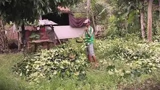 Livestock Secret: Feeding Animals with Jackfruit Leaves _FarmersLife _Shorts