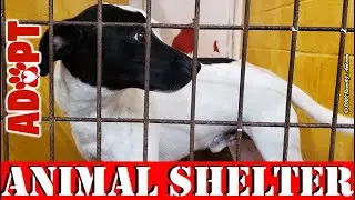 Lawton Animal Shelter Near Me Adoptable Dogs | Cats | Weekly Video