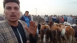 كميه العجول كلها رايحه توريد على الصحراوي 