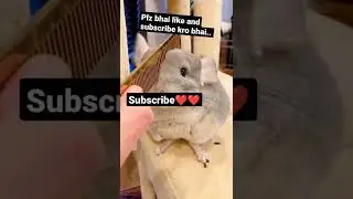 prank.. 😜😂🥰#shorts #animal #animallover #rebbit #prank #animalprank #love #animallove#viral