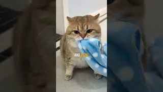 How to Entertain a Bored Cat 😿