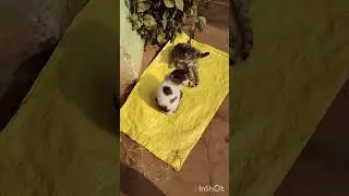 Cat video #trending #ytshorts #shotfeed #shorts 