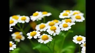 Belpiano - Camomile Tea