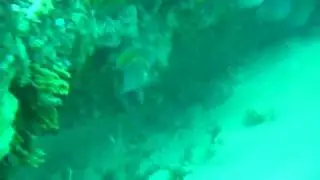 Angry Damselfish