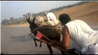 Donkey Race گدھا گاڑی ریس