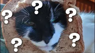Why do cats 