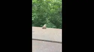 suicide frog