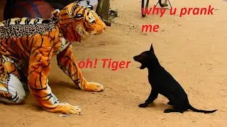 Fake tiger prank to dog very funny