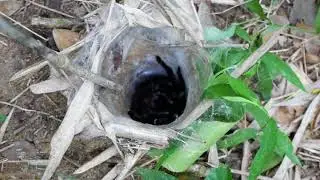 Thailand Black Tarantula - Khao Yai