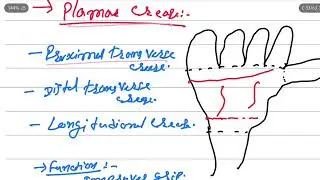 🖐️ PALM ANATOMY &ndash; Detailed Structure, Muscles, Nerves, Vessels & Clinical Correlation