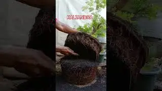Full Akar Kaliandra #bonsai #bahanbonsai #kaliandra