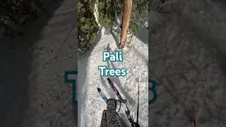 The Trees Off the Pali at Arapahoe Basin Dont Play Around #skiing #ski #abasin #snow #winter