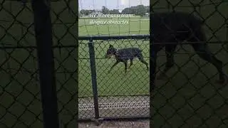 Doberman extreme obedience #weare1