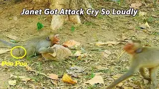 OMG! Janet So Hurt Crying So Loudly Got Attack By Monkey Nanda | Poor Janna Much Hate Sister Janet