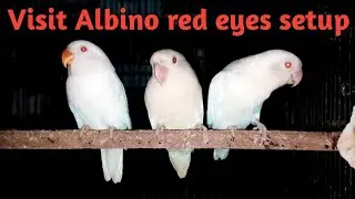 Albino red eyes setup | 25 pair Albino red eyes | Decino | Pastle Ino | creamino | Lovebird setup |