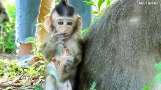 Baby Monkey Quinton His Skin And Face So Smooth, Really Lovely And Cute...Cute...! Nice Mom Queen..!