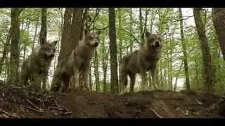 Meute de loups(animal contact)