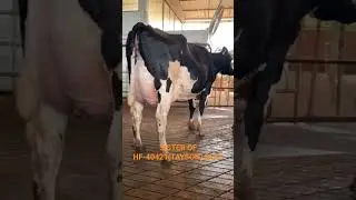 #SAG(NDDB)#HF 40421(TAYSON) BULL SEMEN AVAILABLE ⭐