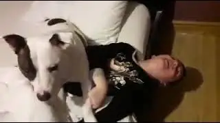Charlie the staffy playing with Leon in bed 
