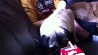 Mops hond Nunca en de sigaret