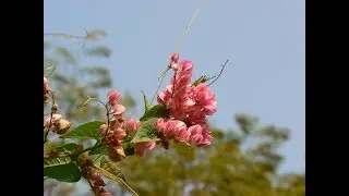 How To Grow A Bride Tear Flower (Antigonon Leptopus) For Ornamental Plants At Home