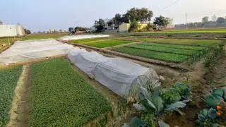 किसी भी प्रकार कि सब्जी की पौध लेने के लिए संपर्क करें 9671833071