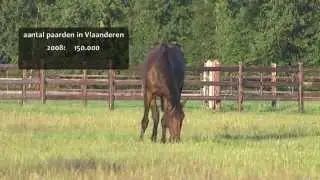Paardensector in volle groei (PlattelandsTV | 2014)