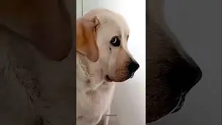 кейа деха Собачка 🤣 #смешно #кот #шорты