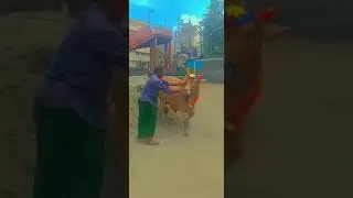 Cow Unloading at Suritola School Ground || 2022
