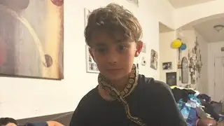How to treat a orange belly ball python so it&rsquo;s survives