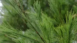 Native plants at Logan