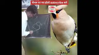how to draw bird #shorts #youtubeshorts