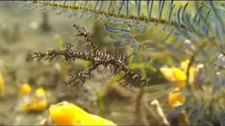 Ornate Ghost Pipefish