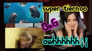 animales bebes 😺 , una ternura 🤗(reacción staryuuki)💯|no pueden faltar los memes