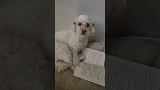 I don't think she likes reading books 😅 #dog #books