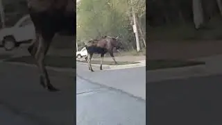 Use the Crosswalk MOOSE 🫎💀