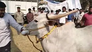 రాష్ట్రస్థాయి సీనియర్ మరియు జూనియర్ ఎడ్ల బండ్లు పరుగు పోటీలు @myofficial1313 