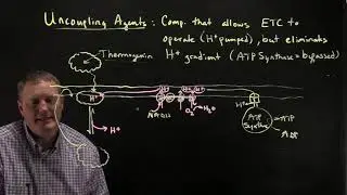 Uncoupling Agents