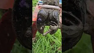 Cow Hoof Cleaning Hoof Health Mastery: Deep Cleaning and Metal Object Removal