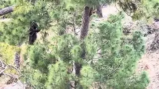 Pine Forest Monkey&rsquo;s Babies Are Playing | Uttarakhand Animals | 29/01/2026 | ​⁠@NatureLovingWoman