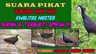 SUARA PIKAT BURUNG WAK WAK kwalitas master JERNIH DAN TERBUKTI AMPUH