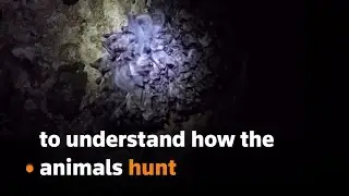 Tiny computers reveal how bats hunt efficiently