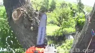 Elm removal in the Tula region. May 30, 2018. Удаление вяза в Тульской области. 30 мая 2018 года.